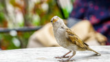 Замърсяването, врабчетата, градските птици и как им влияе мръсният въздух