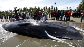 Мъртъв кашалот който е бил изхвърлен от морето на брега