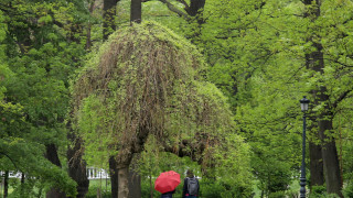 Измамник се представя за глухоням и събира дарения в Борисовата градина
