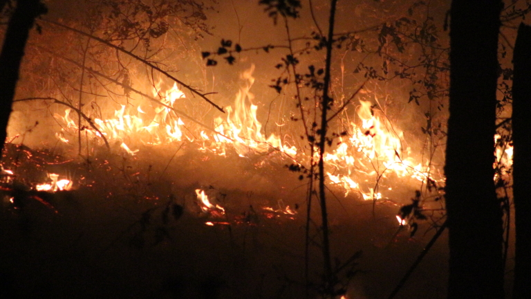 Пожар обхвана 15 декара борова гора в Смолянско