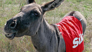 В Русия: Изпращат магарето Анапка като цар
