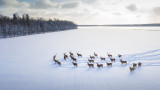  Защо Норвегия убива северните елени, минали границата с Русия 
