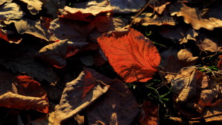 Днес над равнинната част от страната ще се задържи с