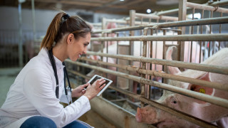 #StopASF: Кампанията на ЕОБХ за борба с африканската чума по свинете се удължава за трета година