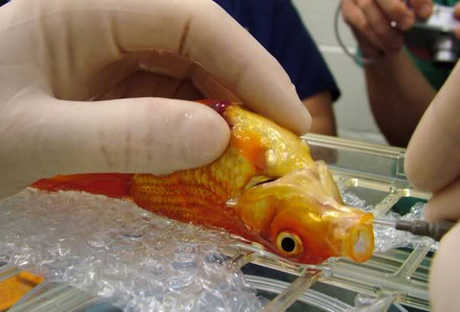 Златна рибка оцеля след мозъчна операция