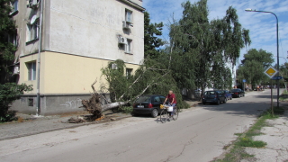 Много от дърветата в столичния район Оборище са потенциално опасни