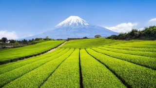 В един минималистичен бар за матча в Лос Анджелис японският