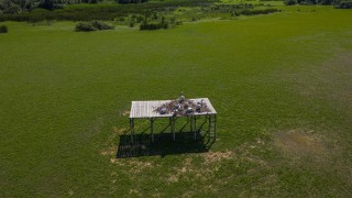 Трета гнездова колония на защитения къдроглав пеликан у нас беше