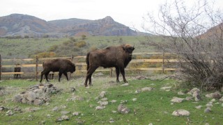 Още два европейски бизона са настанени в Дивечовъден участък ДУ