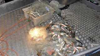 Бракониерска активност по топло време