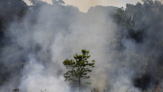 Обезлесяването на бразилската Амазонка достигна рекордно ниво през първата половина