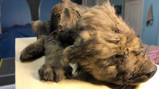 18 000-годишно замръзнало в Сибир "куче" озадачи учени