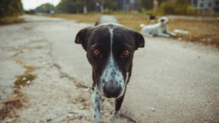 В Сандански прилагат мерки за предотвратяване на нови инциденти след