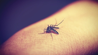 Повишен риск от малария в Гърция