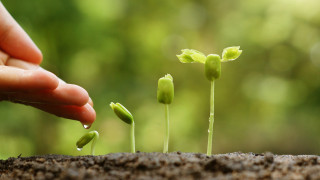 Наричат кълновете жива храна В покълналите семена има жизнено важни