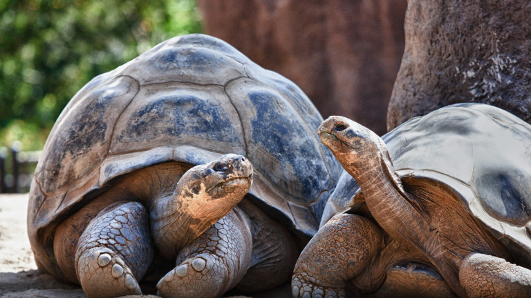 Колко са умни гигантските костенурки