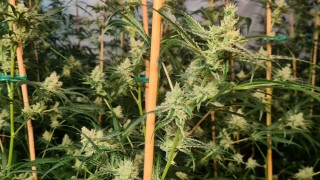 Разкрита е наркооранжерия в монтанското село Говежда Работата по случая