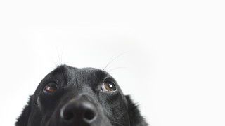 В проучване на Британската ветеринарна асоциация бе доказано че боледуването