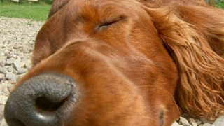 Защитници на животните атакуваха Call of Duty: World at War