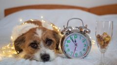 Цената на празничната заря: защо е време за Нова година без гърмежи