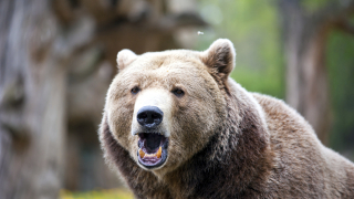 Двегодишна кафява мечка уби 19 годишен служител на зоологическа градина в Централна