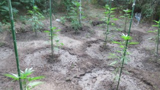 Различни видове наркотици и засети канабисови растение откри полицията при