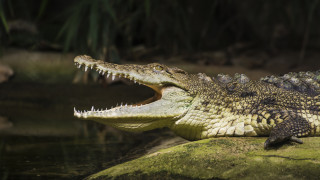 Установено е че крокодилите се хранят около 50 пъти годишно