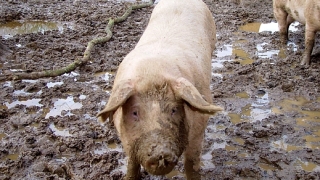 Сървайвъри