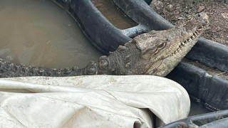 Човекът държал крокодила в столичния квартал Ботунец не е собственикът
