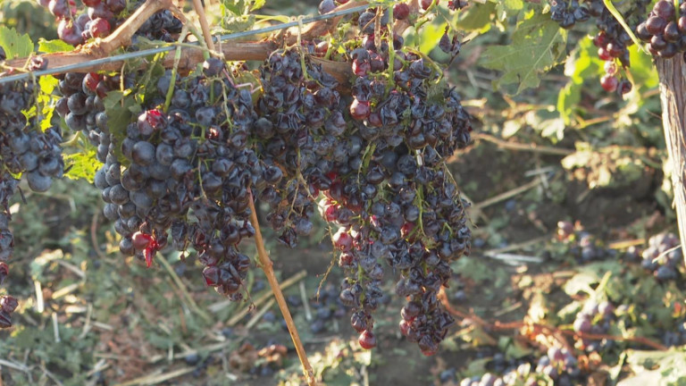 Изображение 588100