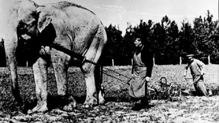 Тъжната история на слоновете Наал и Диаманди в София (СНИМКИ)