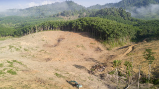 Обезлесяването в Амазонската джунгла е унищожило площ по голяма от Испания