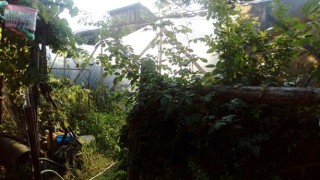 Откриха домашна оранжерия в дома на 49 годишен мъж от Костандово