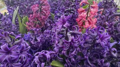 Слънце в сряда