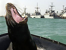 Делфини и морски лъвове ще охраняват военноморски бази на САЩ