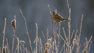 Над по голямата част от страната облачността ще бъде значителна но