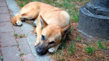 Със закон Турция прибира уличните кучета в приюти