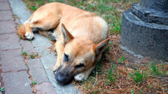 Ще преброяват бездомните кучета на територията на Стара Загора тази есен