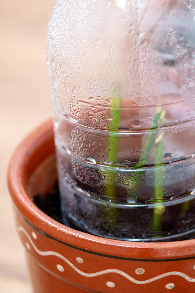 Влагата е нужна за вкореняването