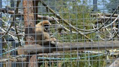 Зоопаркът в Шумен получи лиценз