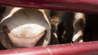 Бедстващите крави на ГКПП "Капъкуле" са приети от турските власти