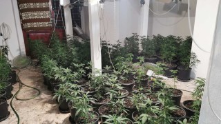 Криминалисти разкриха трета наркооранжерия за три дни във Варненско Акцията
