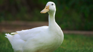 Българската агенция по безопасност на храните БАБХ обяви огнище на