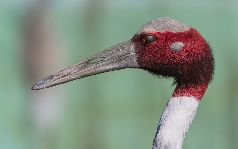 Индийски жерав