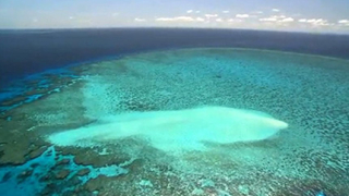 Големият коралов риф в опасност 