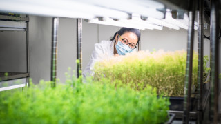 Китайските власти одобриха вноса на няколко генетично модифицирани култури с