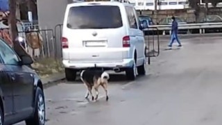 Куче нахапа по лицето 5-годишно дете в Ловеч