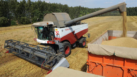Руска пшеница тръгна към експортните терминали