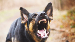 Разследват инцидент с инкасатор, нахапан от домашно куче в Пазарджишко
