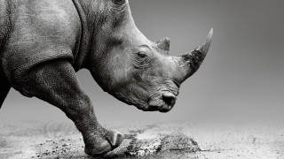 По света има много животни чиято популация е застрашена заради нас